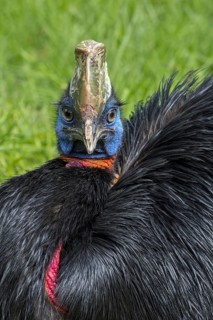 Northern cassowary (Casuarius unappendiculatus), one-wattled cassowary, single-wattled cassowary
