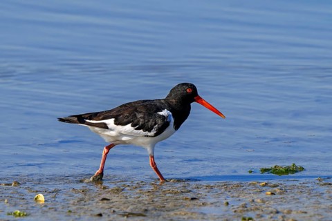 Common pied oystercatcher, Eurasian oystercatcher (Haematopus ostralegus) foraging on mudflat in