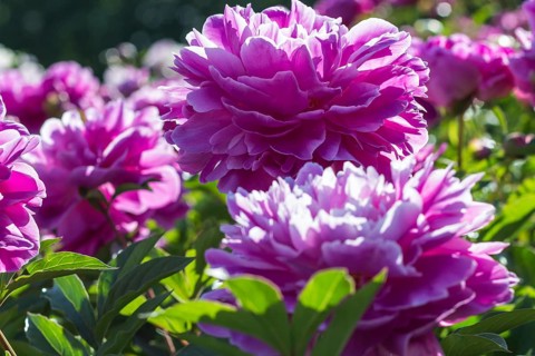 Pink peony flower in a botanical garden
