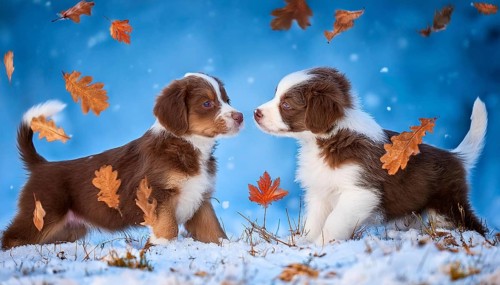KI generated, dog, dogs, puppy, one, two, three, play, snow, winter, autumn leaves, blue sky,