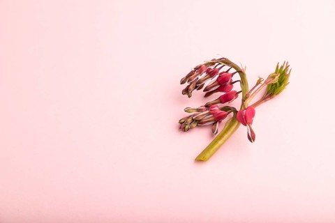 Bleeding heart, dicentra flowers on pink pastel background. side view, copy space, still life.