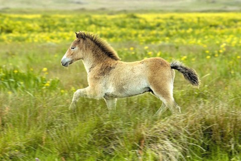 Exmoor pony, Texel Island, Texel Island, Netherlands