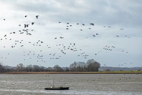 Boat, wild geese in flight, Goldhöft, Geltinger Birk, Gelting, Schleswig-Holstein, Germany, Europe