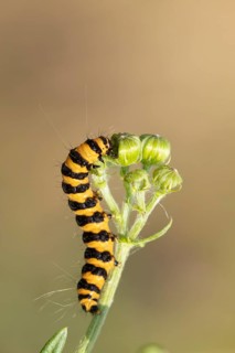Cinnabar moth (Tyria jacobaeae) adult caterpillar feeding on a Ragwort flower, Suffolk, England,