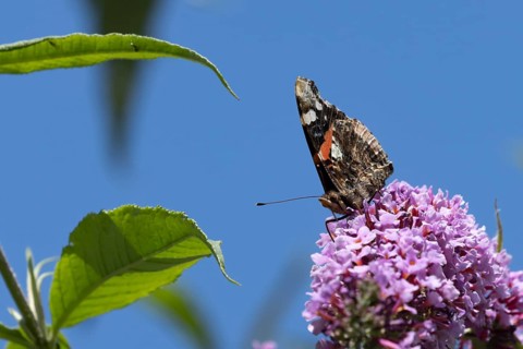 Red admiral butterfly (Vanessa atalanta) adult insect feeding on a purple garden Buddleja flower,