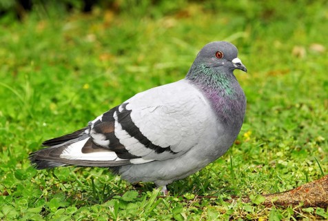 Rock Pigeon, Columba livia, Madeira, Madeira, Portugal, Europe