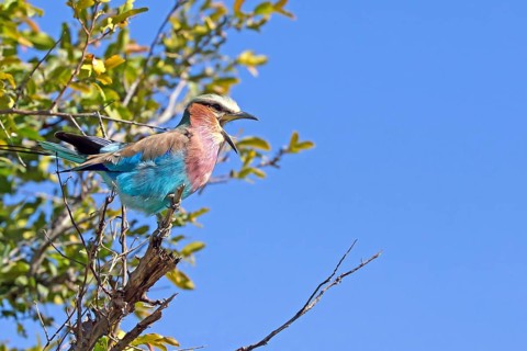 Lilac-breasted roller (Coracias caudatus) regurgitates pellets Botswana