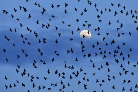 Flock of starlings in flight in front of full moon, Switzerland, Europe