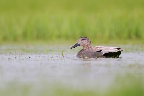 Gadwall (Mareca strepera) male, male Gadwall, Lower Saxony, Germany, Europe