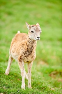 European mouflon (Ovis aries musimon) youngster standing on a meadow, tirol, Kitzbühel, Wildpark