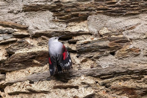 Wallcreeper (Tichodroma muraria) foraging on a wall, wildlife, Germany, Europe
