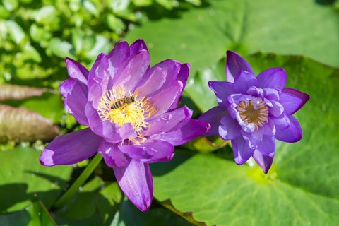 Blue-purple coloured tropical water lily, Gigantea Dark Purple, honey bee (Apis mellifera)