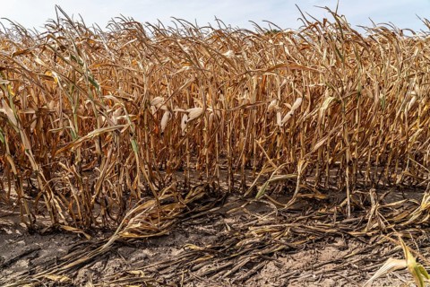 Corn field dried up and only low grown, small corn cobs, due to the summer drought, drought, near