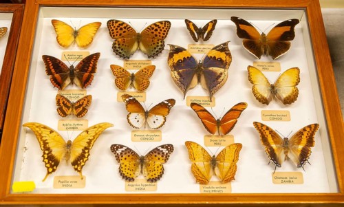 Mounted tropical butterflies in display case identified by Latin scientific name from Malaysia,