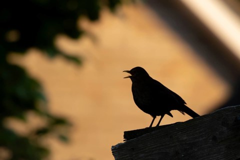Eurasian blackbird (Turdus merula) silhouette of a adult male bird singing on a garden shed roof,