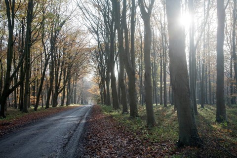 Road passing by brown beech tree autumn leaves through Savernake Forest, Wiltshire, England, UK
