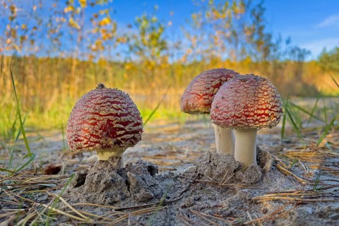 Red fly agaric (Amanita muscaria), poisonous mushroom, red cap with white spots, lucky mushroom,
