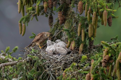 Common kestrel (Falco tinnunculus), female adult bird, feeding young birds not yet ready to fly, in