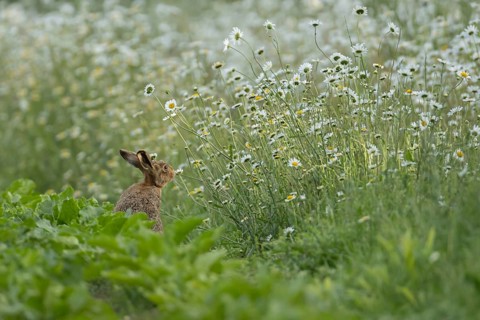 Brown hare (Lepus europaeus) adult animal on the edge of a farmland sugar beet field in the summer
