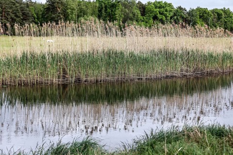 Unregulated natural course of the Spree, Mönchwinkel, 16 05 2023