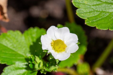 Close-up of a strawberry blossom