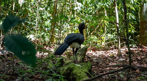Tuberkehlhokko (Crax rubra), adult male, in the tropical rainforest, Corcovado National Park, Osa,