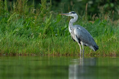 Grey heron (Ardea cinerea) hunting at a pond, Aviemore, Scotland, Great Britain