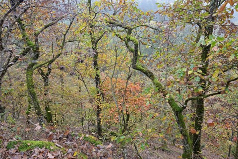 Gnarled and mossy deciduous trees with autumn leaves on a mountain ridge, Moselle,