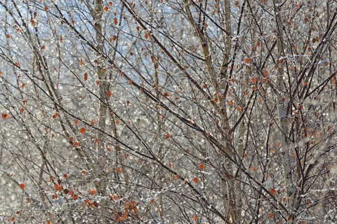Birches (Betula), branches and twigs with hoarfrost, Arnsberg Forest nature park Park, North