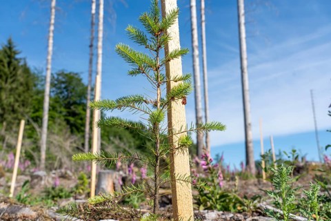 Reforestation in the Arnsberg Forest near Hirschberg, Soest district, young conifers, green Douglas