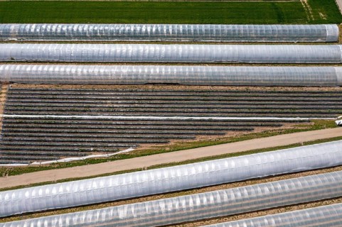 Open field strawberry cultivation in a foil greenhouse, young strawberry plants growing, near
