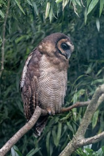 Brown wood owl (Strix leptogrammica), Walsrode Bird Park, Lower Saxony, Germany, Europe