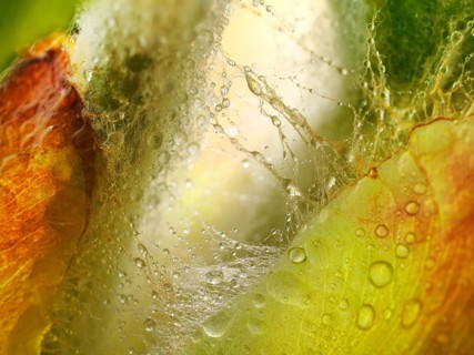 Chestnut, common horse-chestnut (Aesculus hippocastanum), detail of bud, resin droplets and fine