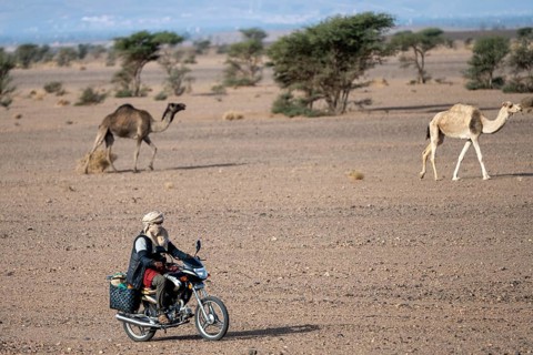 Man with typical Moroccan clothing and turban on motorbike driving his camels, Merzouga, Morocco,