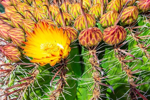 Flowering cactus (Ferocactus), Santa Eularia des Rui, Ibiza, Balearic Islands, Mediterranean Sea,