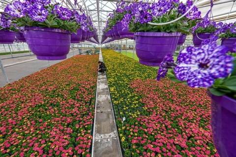Horticulture company, flower pots, so-called petunia ampel, grow in a greenhouse, under the glass