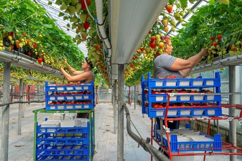 Harvesting strawberries, harvest helper, strawberry cultivation in the greenhouse, young strawberry