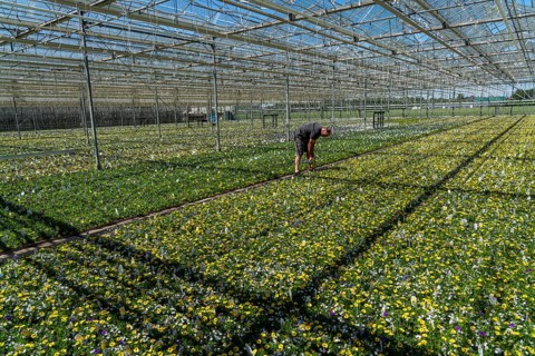Horticultural business, greenhouse, various types of potted plants are grown here to be sold in