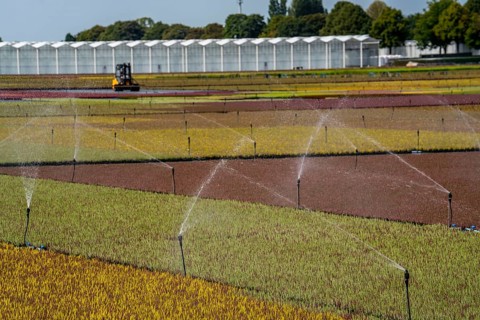 Horticultural business, irrigation with a sprinkler system, outdoors, plants grow here to be sold