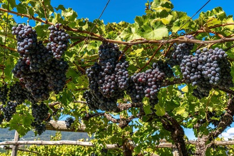 Wine-growing, in the Adige Valley, near the village of Caldaro on the Wine Road, red wine vines,