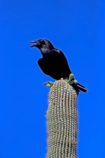 Chihuahuan raven (Corvus cryptoleucus), adult, calling, on saguaro cactus, Sonoran Desert, Arizona,