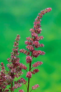 Astilbe, flowering, blossom, Elllerstadt, Germany, Europe