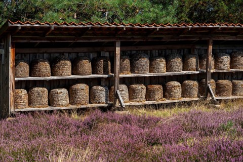 Beehives, bee pieces in the Höpener Heide, heather blossom of the broom heather, in the Lüneburg