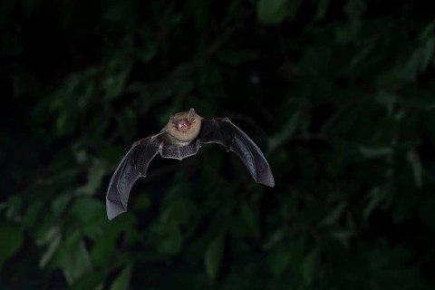 Common pipistrelle (Pipistrellus pipistrellus) hunting insects in front of deciduous forest,