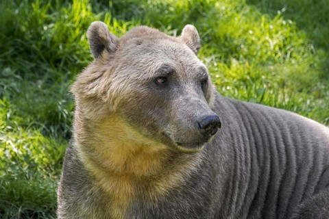 Polar bear, brown bear hybrid, polar bear-grizzly bear hybrid also called grolar bear, pizzly bear,