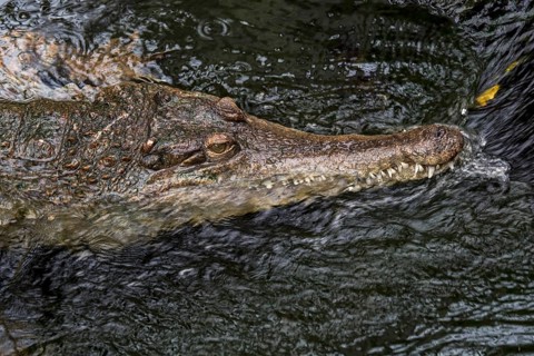 West African slender-snouted crocodile (Mecistops cataphractus) resting in stream, native to West