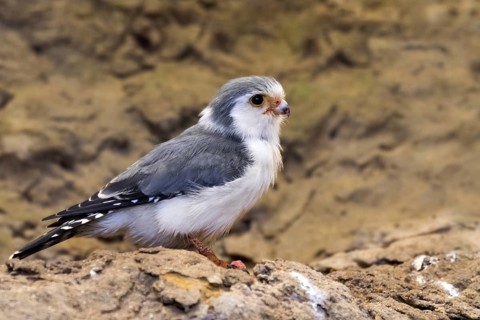 African pygmy falcon (Polihierax semitorquatus) native to eastern and southern Africa