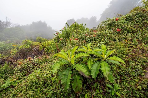 Dense vegetation in the fog, caldera of the Poás volcano, rainforest, Poás National Park, central