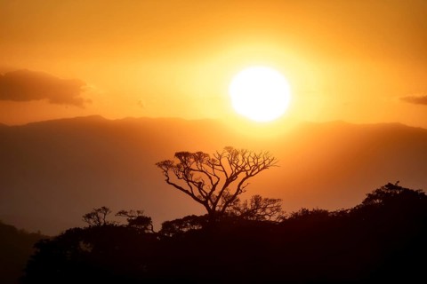 Treetops at sunset, silhouettes against the light, cloud forest, Monte Verde, Puntarenas province,