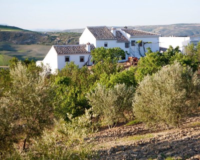 Olive trees whitewashed farmhouse in countryside, near Alhama de Granada, Spain, Europe